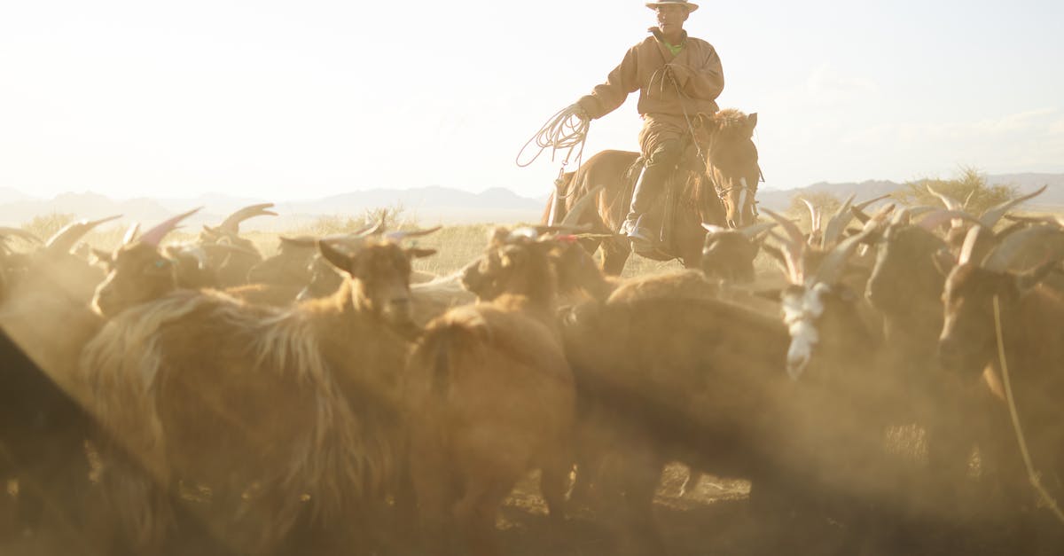 1.9 Custom Spawn Egg riding, area cloud? - Confident Mongolian cattleman in traditional cloth riding horse and chasing herd of goats with rope in prairie under blue sky with dust clouds in back lit