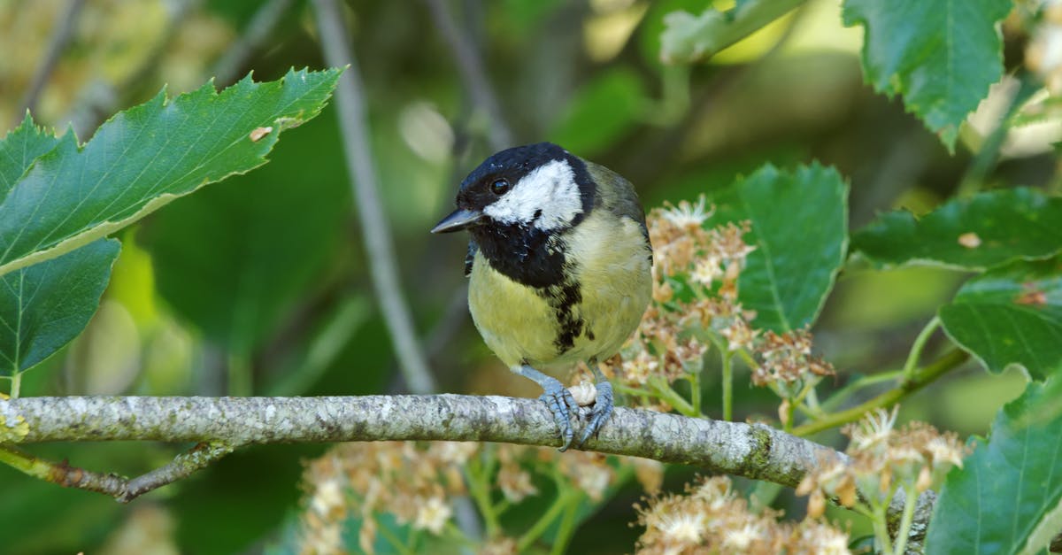 a great idea in Bootlegger Outpost - Great Tit