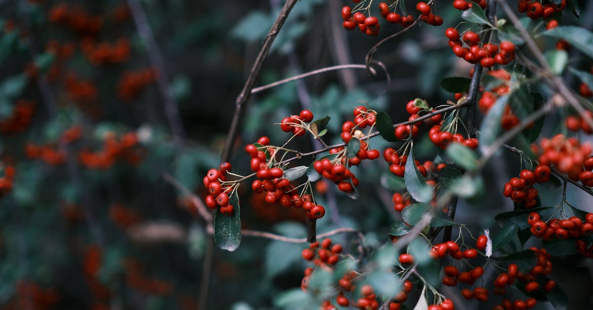 A large place to plant some berries - Close-up of Rowanberries on Branches