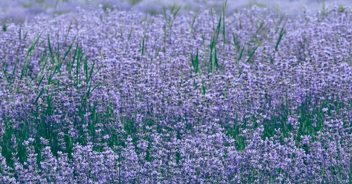 A large place to plant some berries - Lavender field with blooming violet flowers