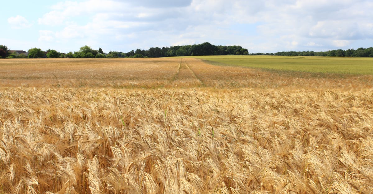 Agrarian skies - world seed - Rice Field