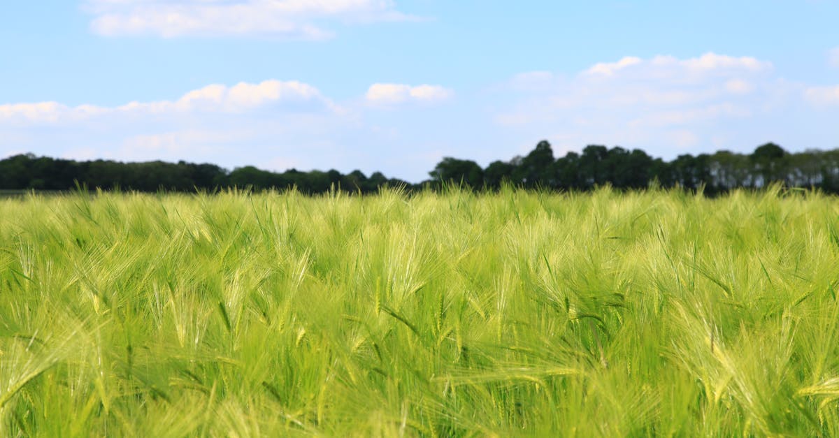 Agrarian skies - world seed - Green Grass Painting