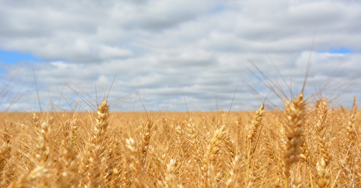 Agrarian skies - world seed - Wheat Field Under Blue Cloudy Sky