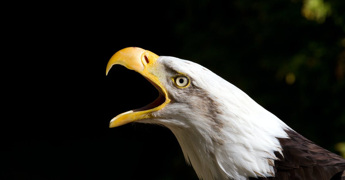 Am I too weak or are white phantoms too strong? - Large carnivorous bird with white and brown plumage screaming while looking at camera on sunny day