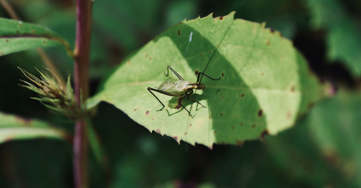 Animal Crossing New Leaf boat is gone - Brown Grasshopper on Green Leaf