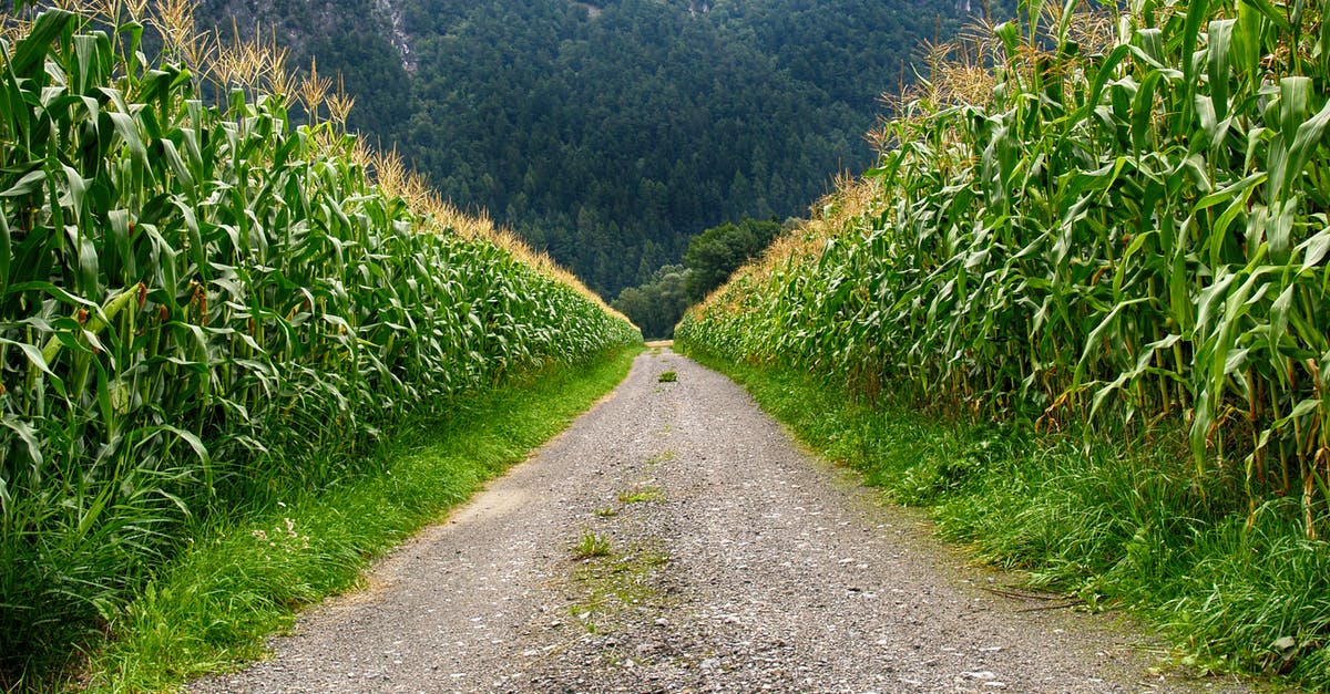 Any way to quickly farm Gladio's Skill? - Pathway in Middle of Corn Field