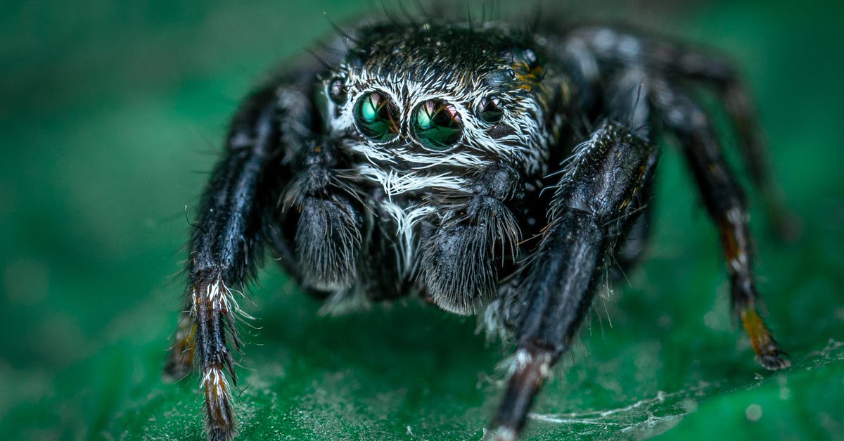 At what depth are spider cave biomes located in Terraria? - Macro Photo of Black Spider