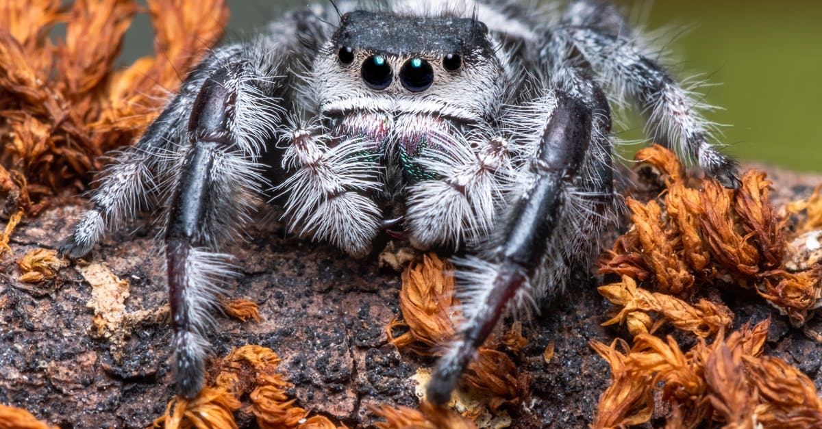 At what depth are spider cave biomes located in Terraria? - Close-Up Photo of Spider