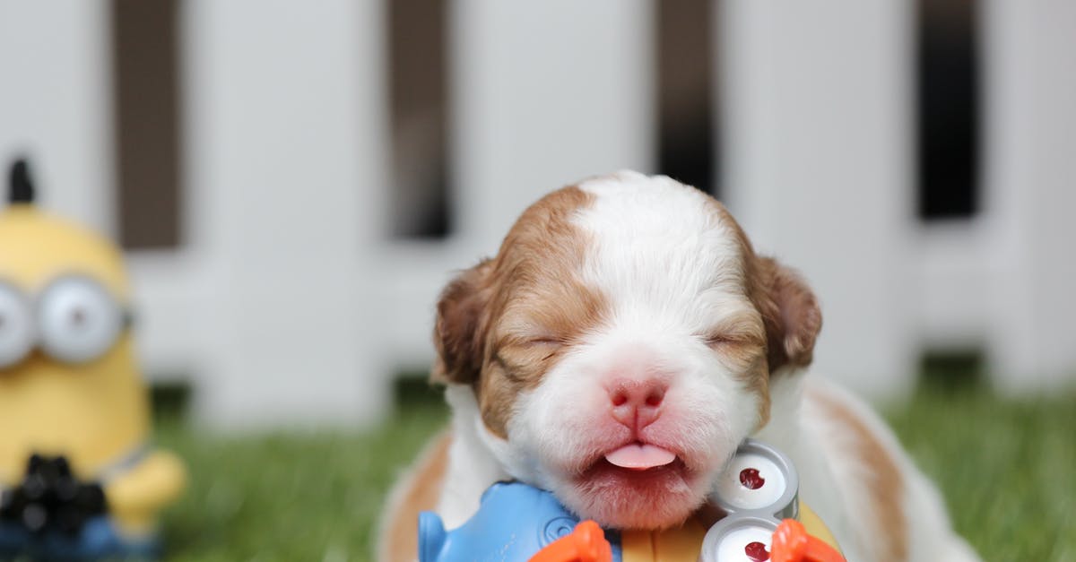 Buffs on minions with echo - White and Brown Shih Tzu Mix Puppy With Minion Toy on Green Grass