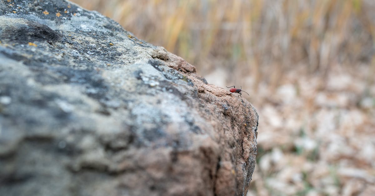 Bug in morrowind elderscrolls: Bloodmoon, no Raven rock - Red and Black Insect on Gray Rock