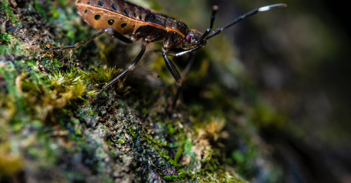 Bug Quake? Lifts doesn't work, etc - Brown and Black Insect on Green Moss in Close Up Photography