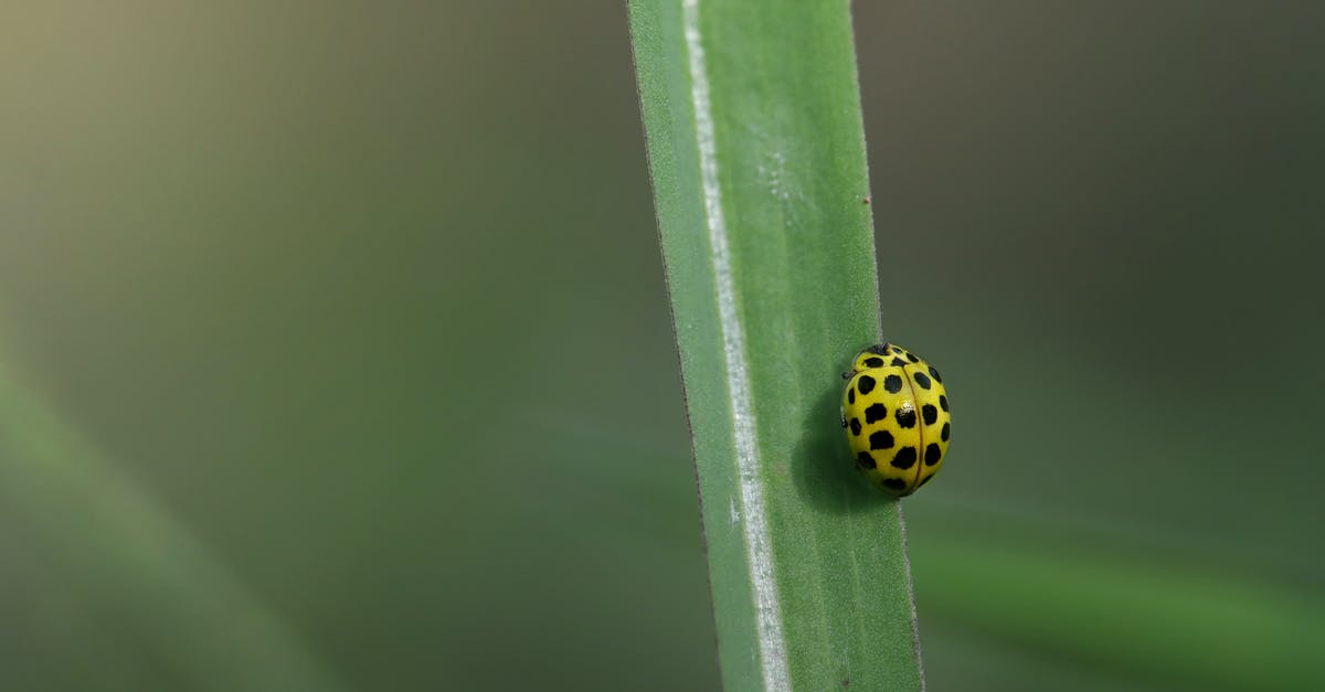 Bug Quake? Lifts doesn't work, etc - Free stock photo of 22-spot ladybird, animal, beauty in nature