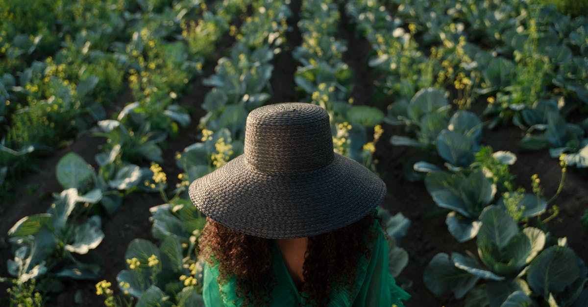 Cabbage Pult Missing from Almanac and My Plants in PVZ2 - Woman in Hat Against Field of Cabbage