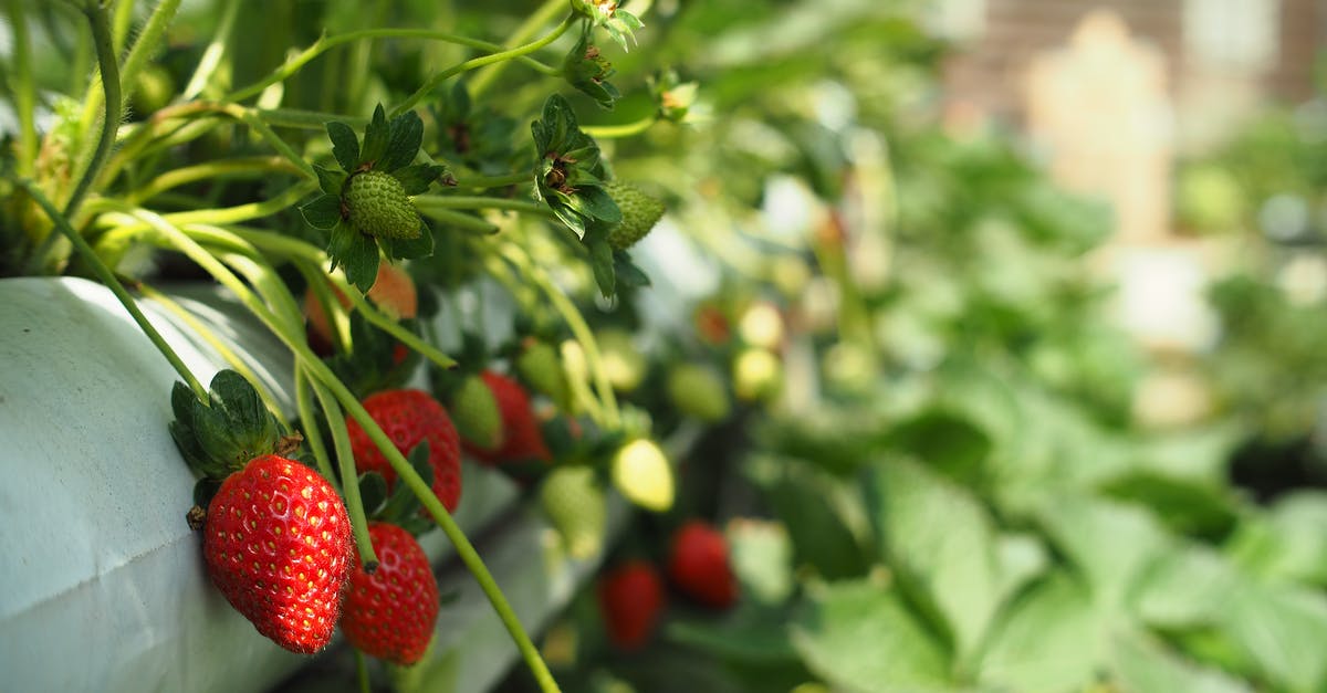 Can berry bushes be moved in Valheim? - Close-up of Strawberry Bushes Growing in a Container