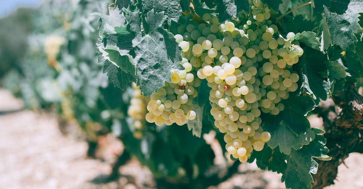 Can berry bushes be moved in Valheim? - Fresh green ripe bunches of grapes hanging on shrub in vineyard on sunny summer day