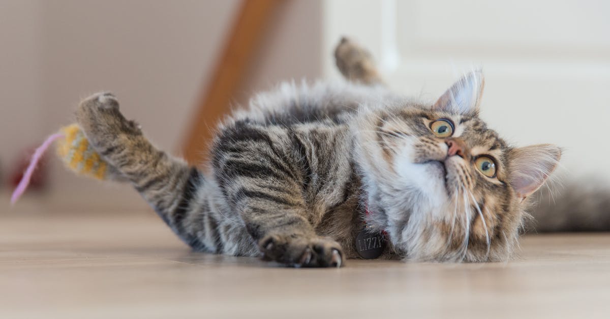 Can Fury Bowser be defeated with only Cat Shines? - Close-up Photo of Furry Cat lying on the Floor 