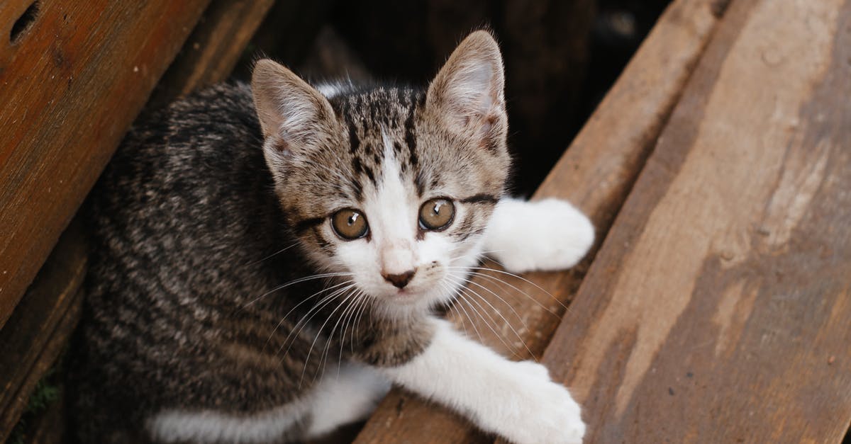 Can Fury Bowser be defeated with only Cat Shines? - Close-up Photo of Cute Tabby Kitten 