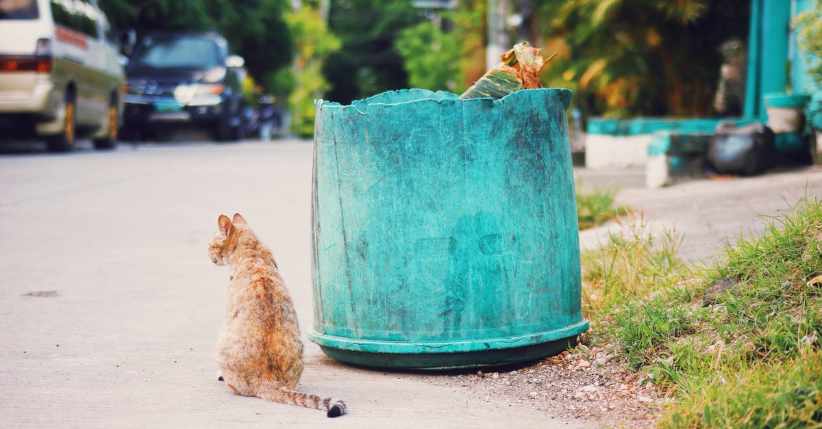 Can Fury Bowser be defeated with only Cat Shines? - Red stray cat sitting on asphalt sidewalk near shabby trash can with garbage on street with cars and green trees