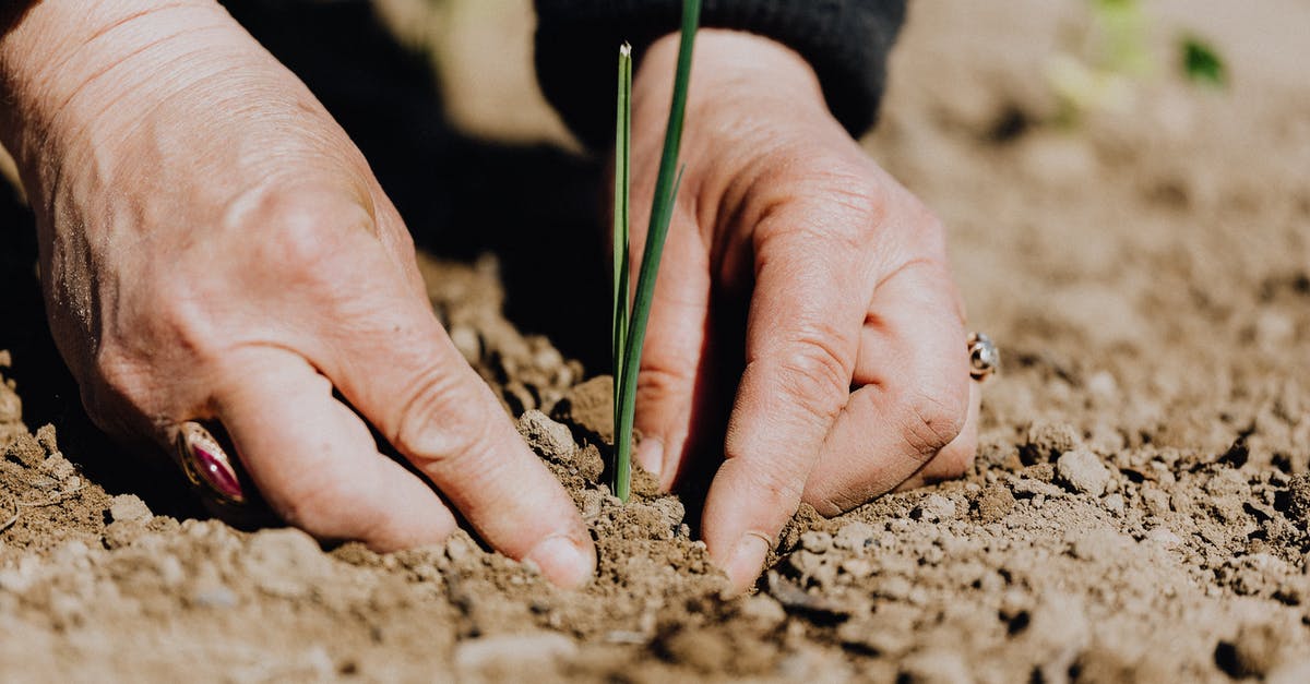 Can I place fertilizer on planted seeds? - Ground level of unrecognizable female gardener planting green sprout in soil while working on plantation