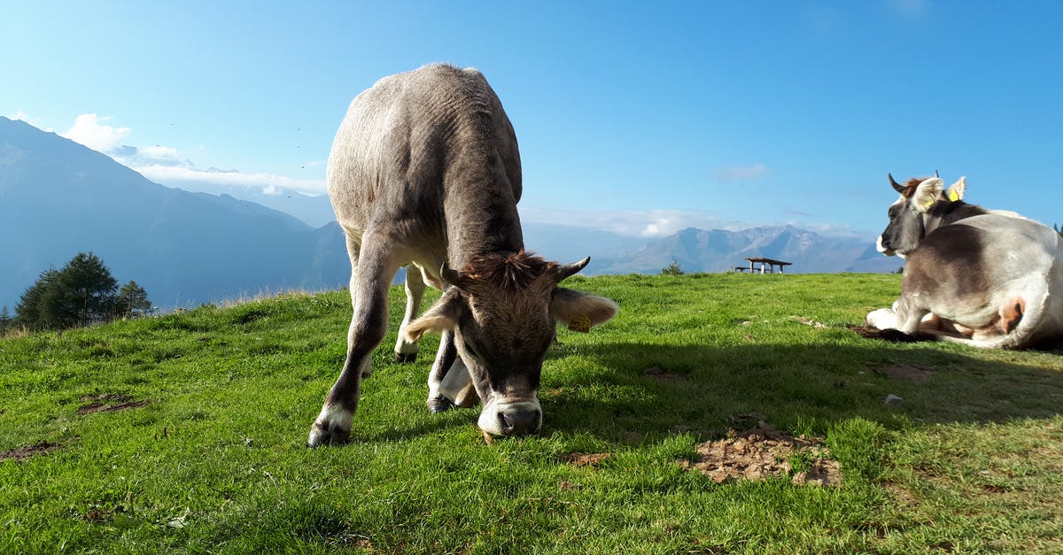 Can I really feed crawdads to cows in Stardew Valley? - Gray cows grazing on mountain meadow