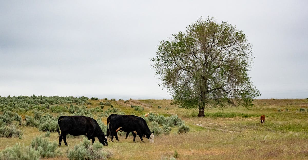 Can I really feed crawdads to cows in Stardew Valley? - Side view of black cows grazing on dry grassy meadow near tree against cloudy sky