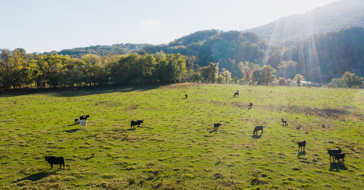 Can I really feed crawdads to cows in Stardew Valley? - Cattle of cows pasturing on abundant green field surrounded by lush trees in sunny countryside