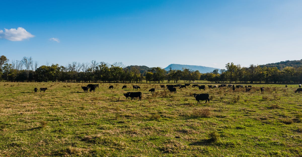 Can I really feed crawdads to cows in Stardew Valley? - Cows grazing on lush sunny pasture