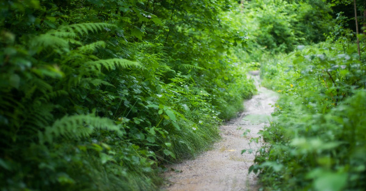 Can I track how many trees I have planted? - Landscape Photography of Forest Trail