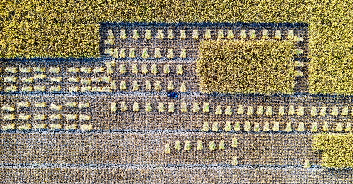 Can I track how many trees I have planted? - Rice field on agricultural terrain