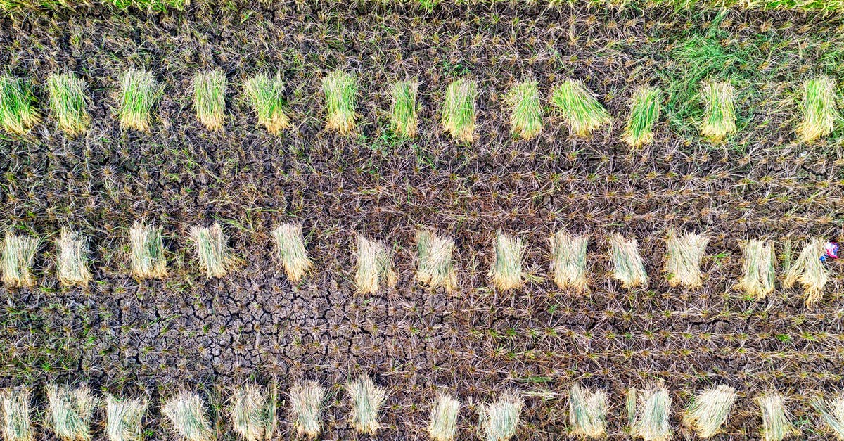 Can I track how many trees I have planted? - Top view of rice plantation with rows of picked plants placed on ground near grassy field in agricultural area in countryside