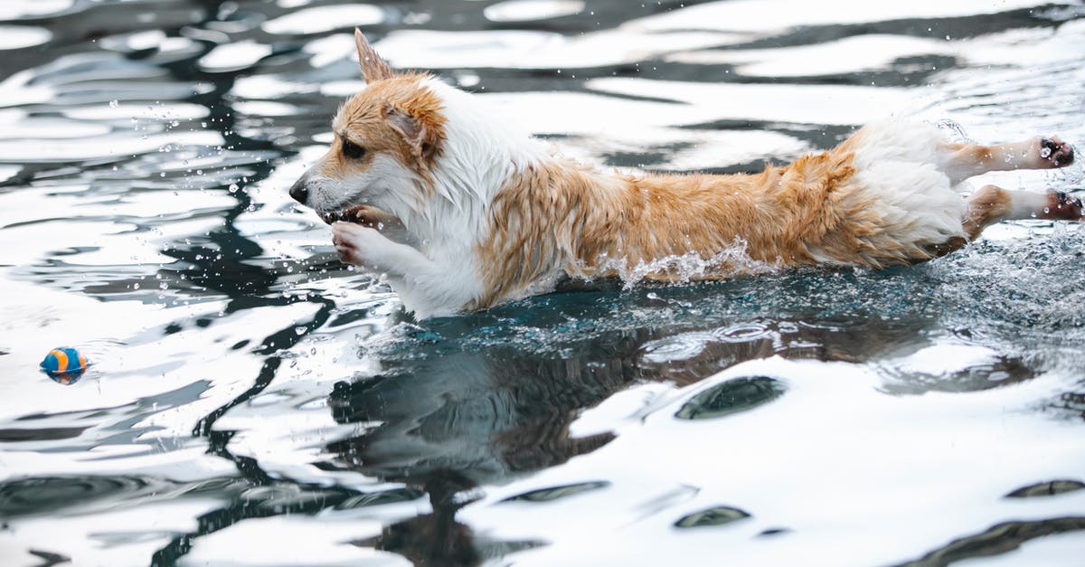 Can Raider Power Armour have a Jetpack? - Welsh Corgi playing with ball in swimming pool