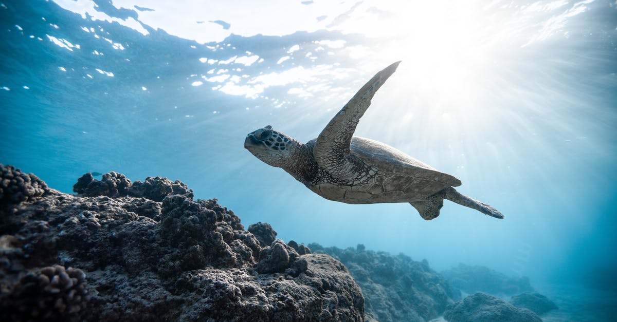 Can you swim underwater? - Photo of Sea Turtle