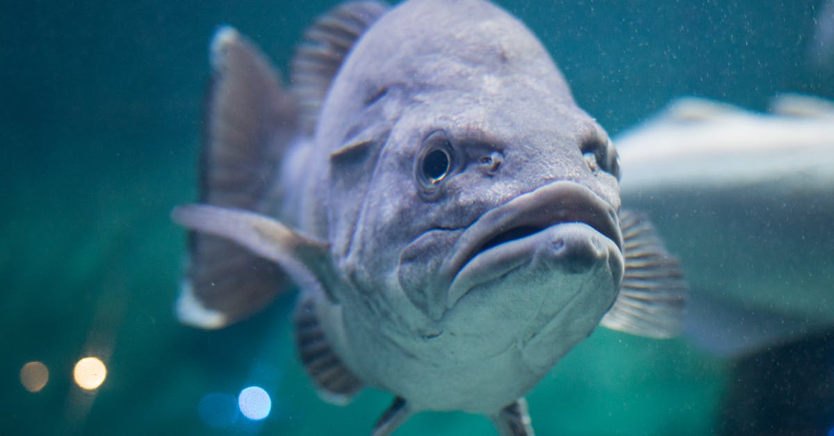 Can you swim underwater? - Grey and White Fish in Water