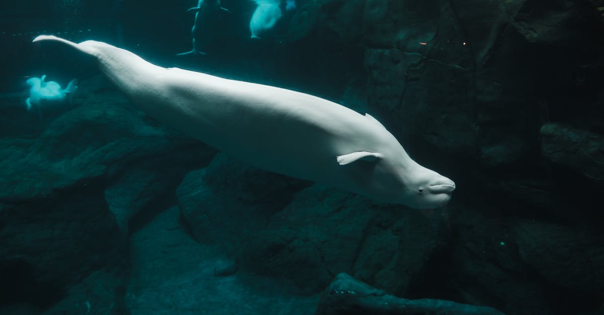 Can you swim underwater? - White Seal in Water