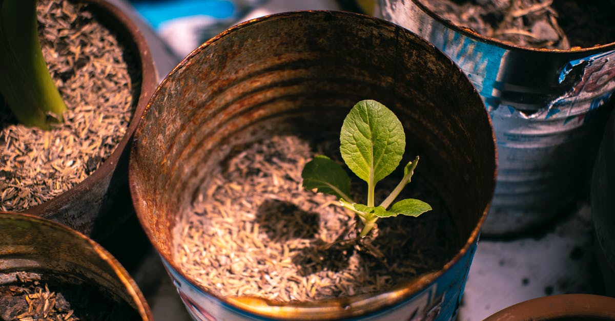 Can you trade Pokemon from Pokemon Emerald and Leaf Green with DS Lite? - Small green plant growing in metal can