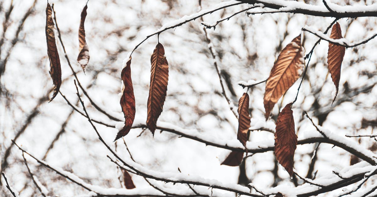 Cannot get last remaining Dynasty member - Close-up of the Last Brown and Dry Leaves Hanging on a Tree in Autumn 