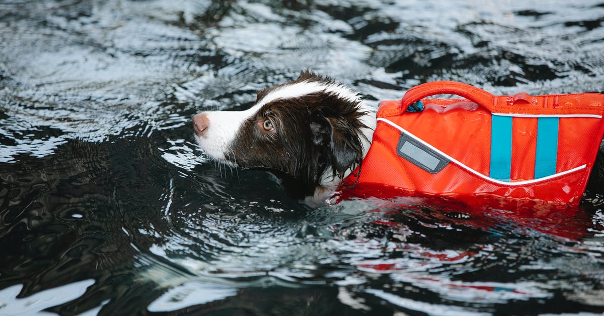 Cannot Move Half Life 2 and Episode 1 - Adorable dog in life jacket swimming in water