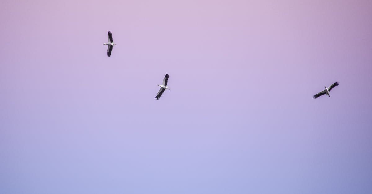 Cannot Move Half Life 2 and Episode 1 - From below of birds with black and white plumage spreading wings while soaring in cloudless sky at sunset