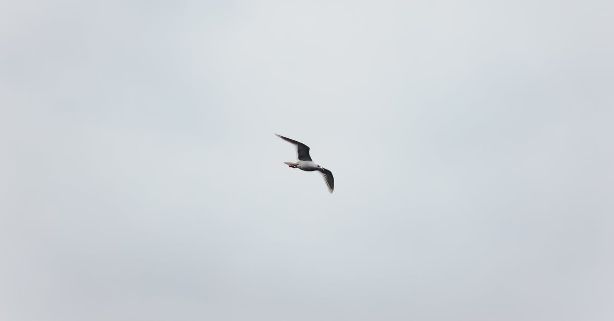 Cannot Move Half Life 2 and Episode 1 - From below side view of small white bird spreading dark wings and looking ahead while flying in sky