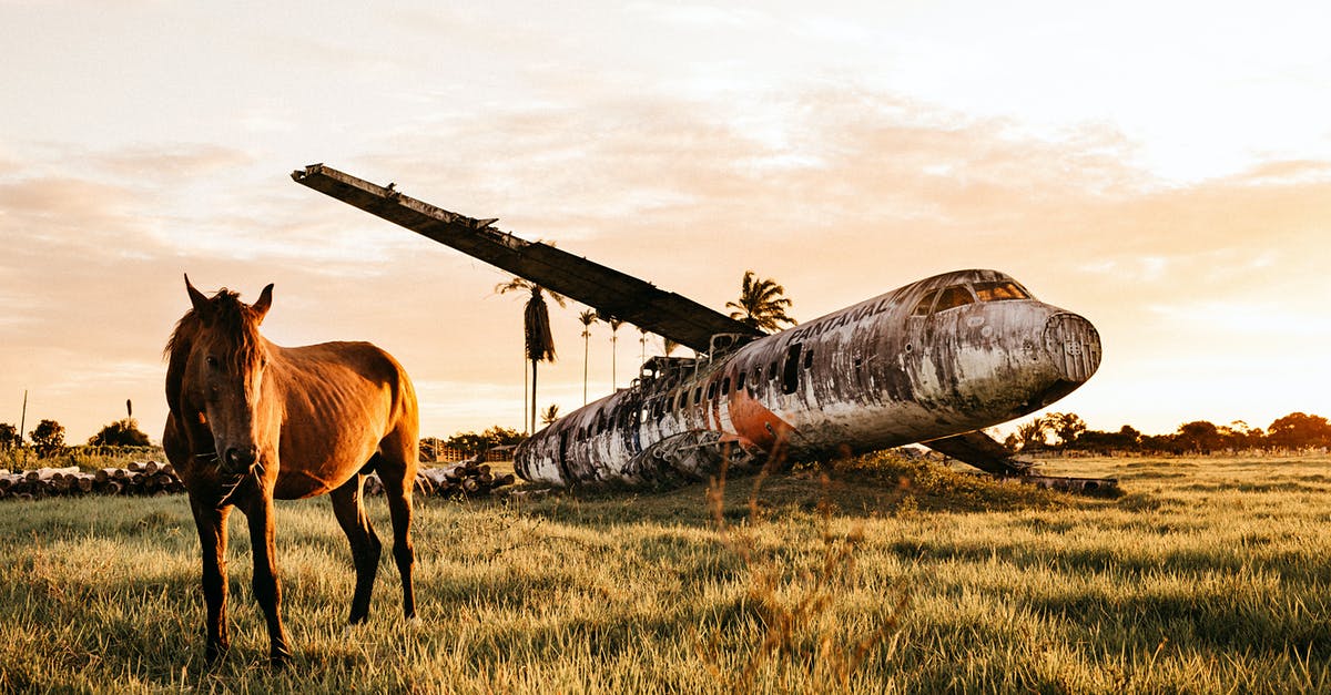 Crashed when storing Pokémon - Warm blooded purebred stallion standing on pasture near dirty plane after having accident in countryside at colorful sundown