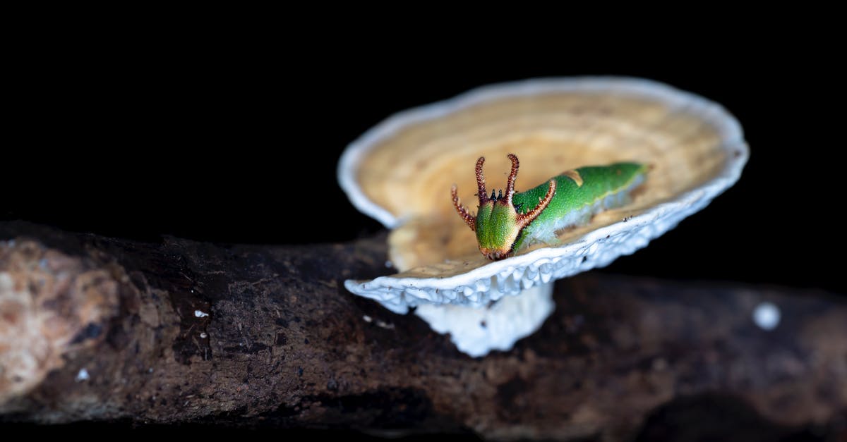 Dark Souls 2 scholar of the first sin repetitive growling bug - Selective Focus Photography of Green Caterpillar on Mushroom