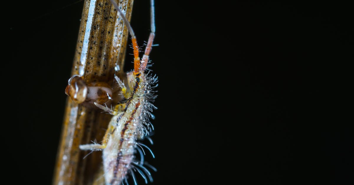 Dark Souls 2 scholar of the first sin repetitive growling bug - Macro Photo of a Beige and Brown Bug Larvae on Brown Stem