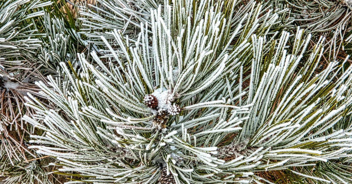 Darksiders 2 freezing - A Snow Covered Mountain Pine Plant 