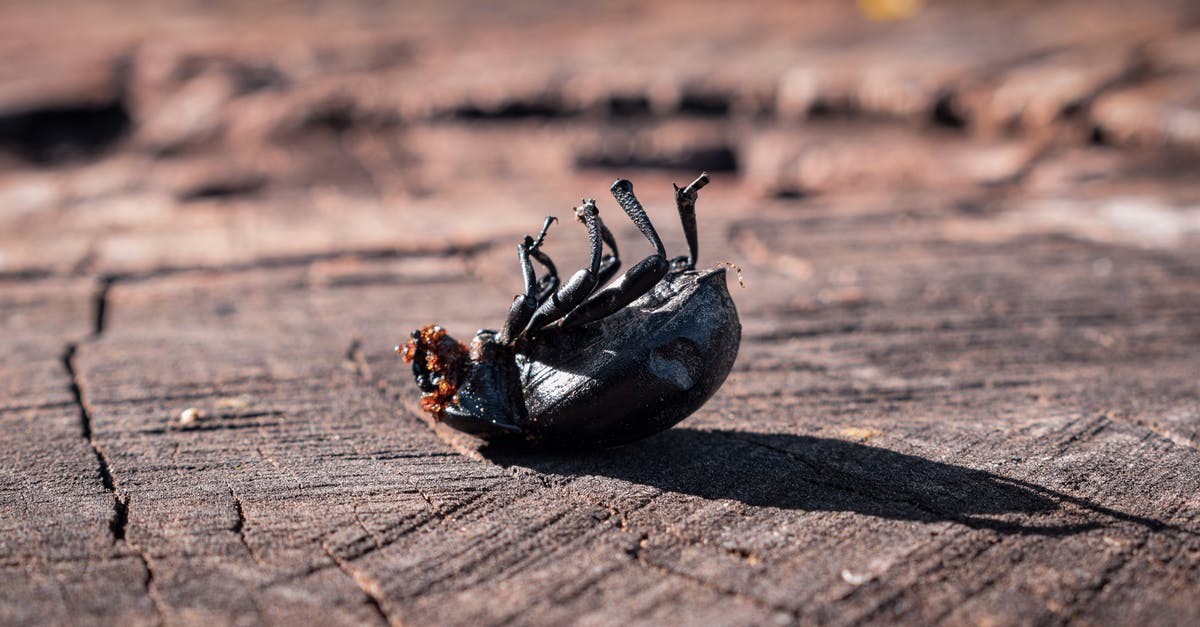 Day of the Tentacle Remastered iOS Lavergne Bug - Side view of small insect on back on lumber board in nature in daytime