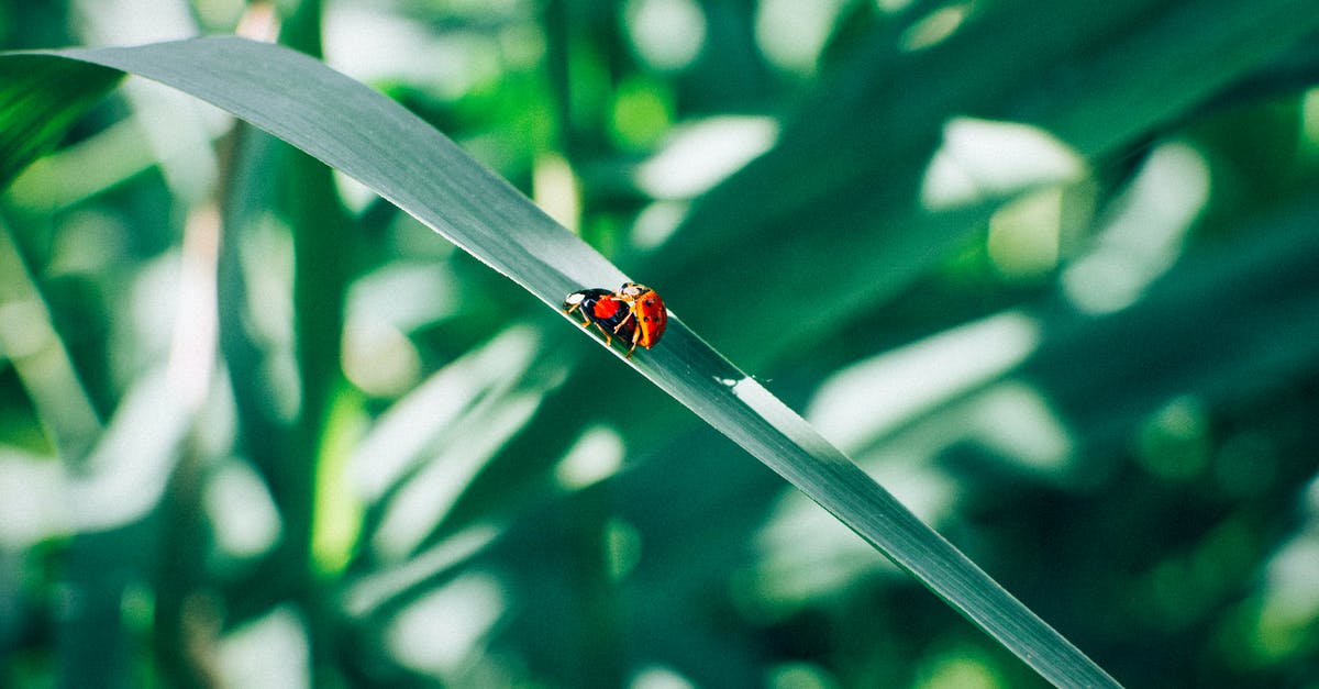 Day of the Tentacle Remastered iOS Lavergne Bug - Little ladybugs on long blade of grass growing in garden in countryside on summer day