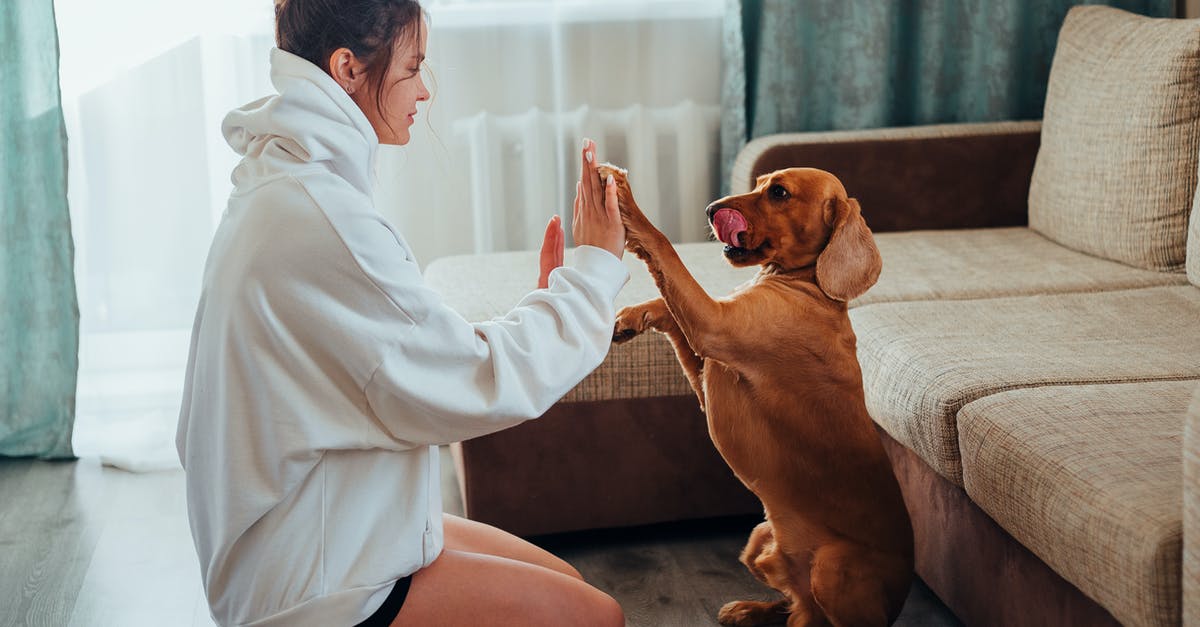 Detect Particle command - Side view of young woman in hoodie sitting on floor near sofa and playing with obedient brown Labrador while resting during free time