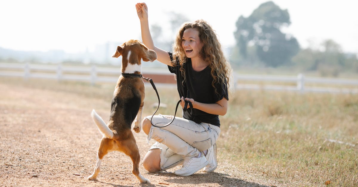 Detect Particle command - Full body optimistic young female with curly hair smiling and teaching Beagle dog beg command on sunny summer day in countryside