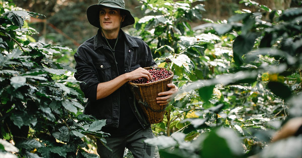 Do Berry Trees last until harvested? - Young male harvester in casual clothes and hat walking in lush green plantation and collecting red coffee beans