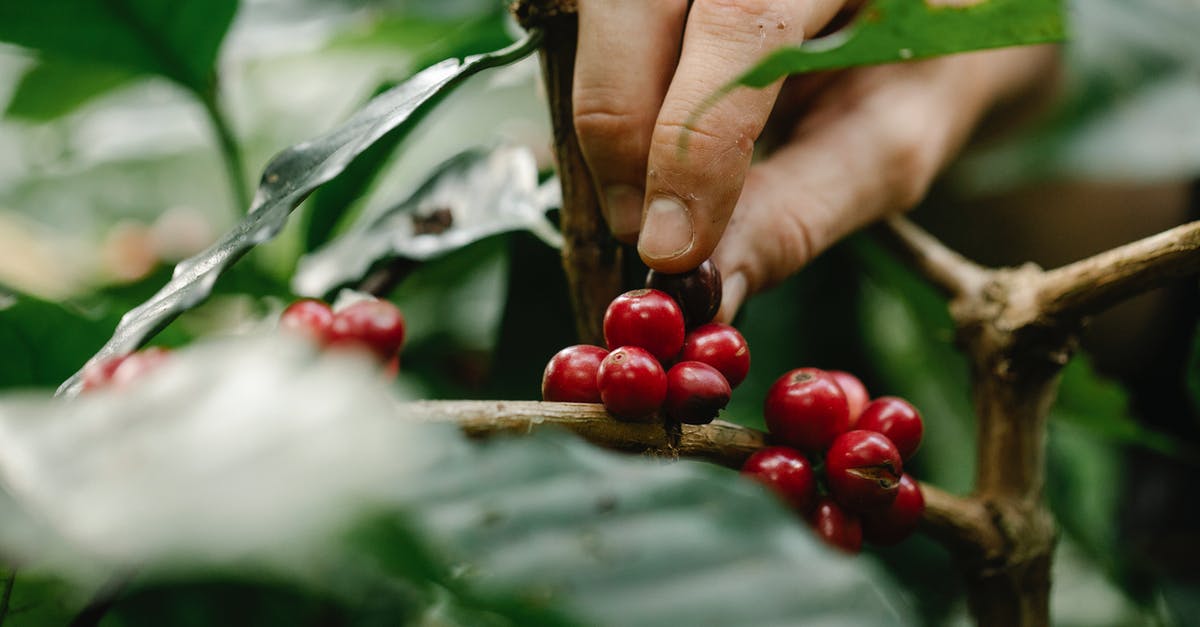 Do Berry Trees last until harvested? - Crop farmer harvesting red berries from green bush in countryside