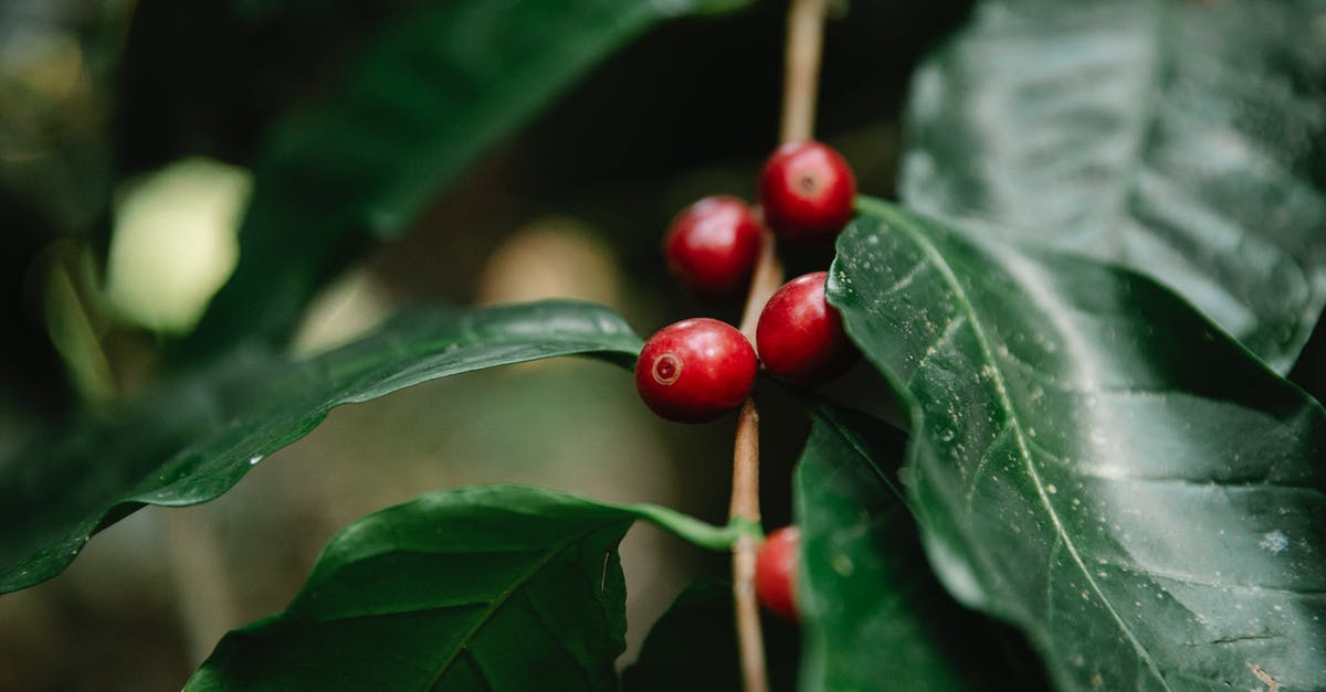 Do Berry Trees last until harvested? - Red coffee berries growing on tree branch